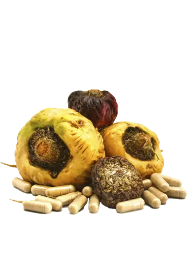 Benefits of Yellow Maca for Health Benefits of Yellow Maca for Health